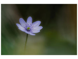 canvas-print-windflower-xne