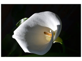 canvas-print-wonderful-calla