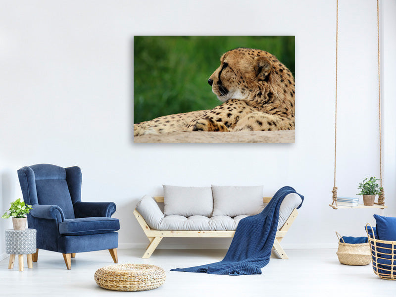 canvas-print-xl-cheetah