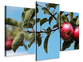 modern-3-piece-canvas-print-apple-on-the-tree