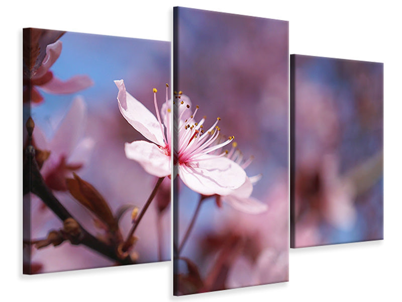 modern-3-piece-canvas-print-close-up-cherry-blossom