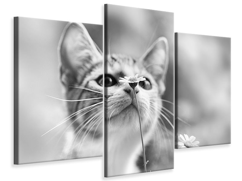 modern-3-piece-canvas-print-curious