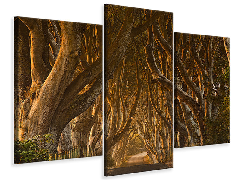 modern-3-piece-canvas-print-early-morning-dark-hedges