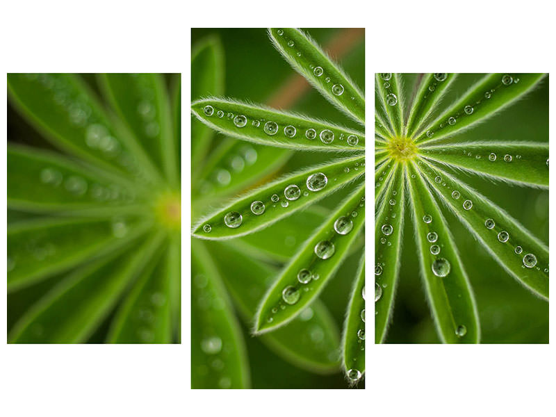 modern-3-piece-canvas-print-pearly-lupine