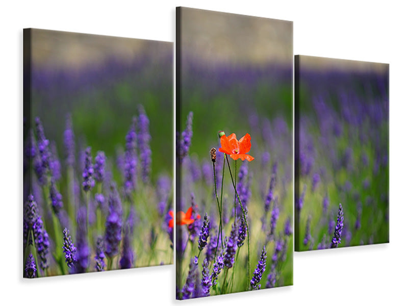 modern-3-piece-canvas-print-poppy-in-the-lavender