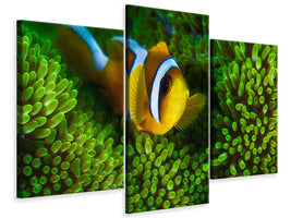 modern-3-piece-canvas-print-yellow-clownfish-on-green-anemon