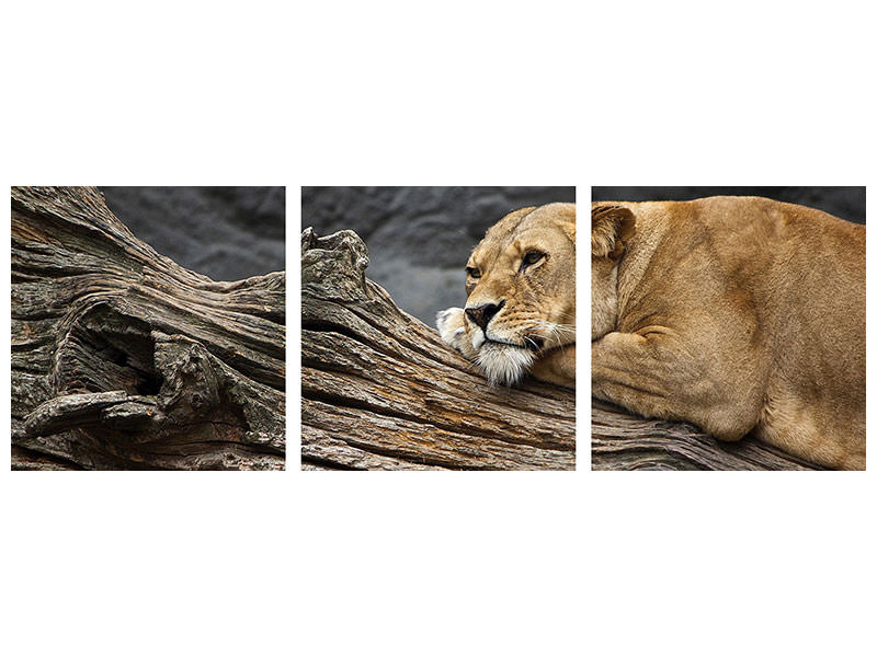 panoramic-3-piece-canvas-print-dreaming-lioness