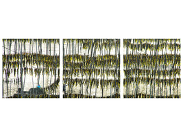 panoramic-3-piece-canvas-print-harvesting-kelp