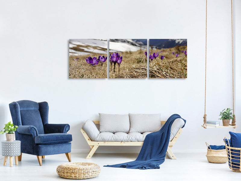 panoramic-3-piece-canvas-print-purple-crocus