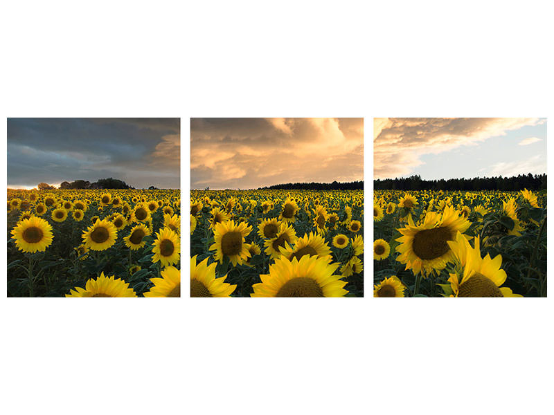 panoramic-3-piece-canvas-print-sunflowers-in-sweden