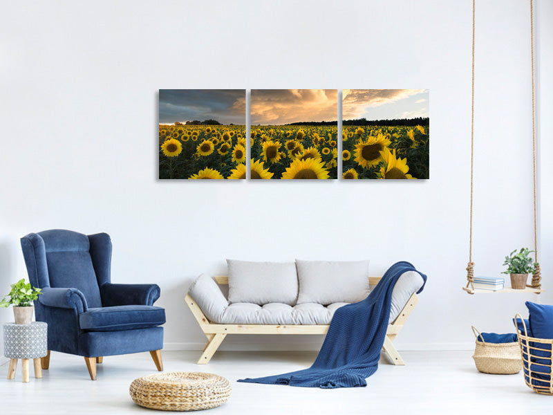 panoramic-3-piece-canvas-print-sunflowers-in-sweden