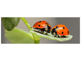 panoramic-canvas-print-2-ladybirds