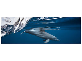 panoramic-canvas-print-bottlenose-dolphin-turciops-aduncus