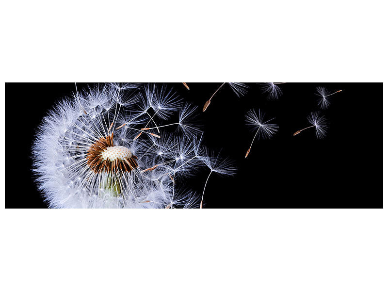 panoramic-canvas-print-dandelion-blowing