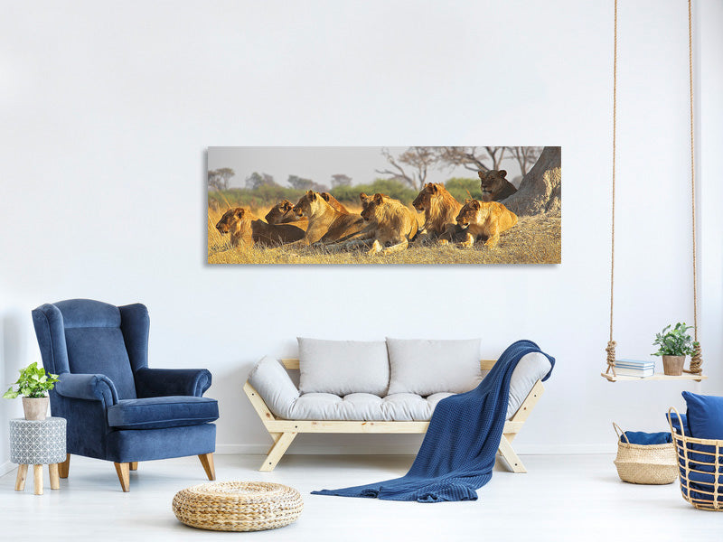 panoramic-canvas-print-lion-family