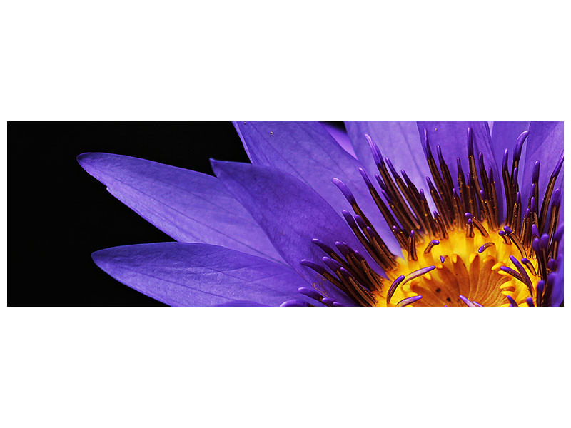 panoramic-canvas-print-xl-water-lily-in-purple