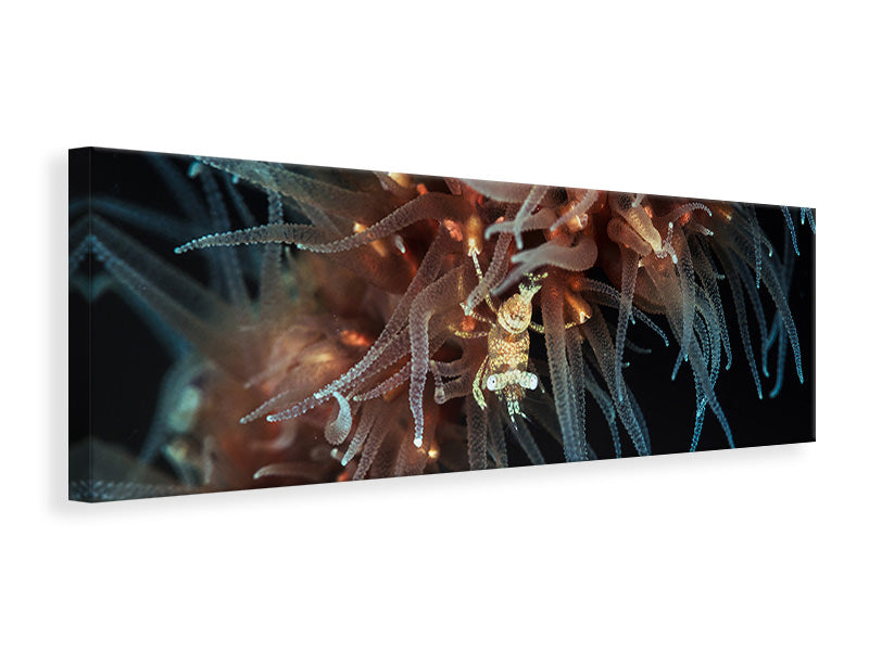 panoramic-canvas-print-zanzibar-whip-coral-shrimp